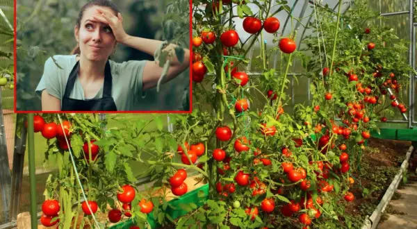 Kobieta zmartwiona w szklarni pełnej pomidorów. Czyżby zapomniała o pielęgnacji swojej jabłoni malinówka, starej odmiany?