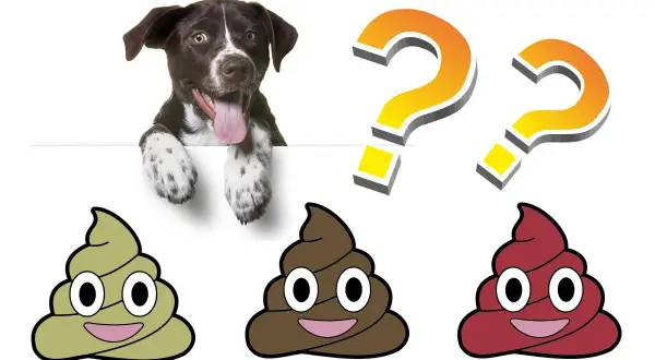 Cachorro curioso pregunta: ¿cuantas veces hace caca un cachorro de 2 meses? Tres emojis de caca sonríen.