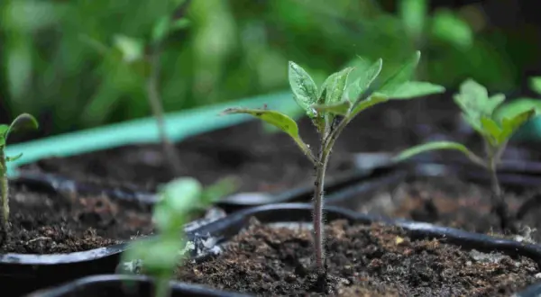 Små tomatplantor med ludna stjälkar växer i svarta krukor, redo att planteras ut.