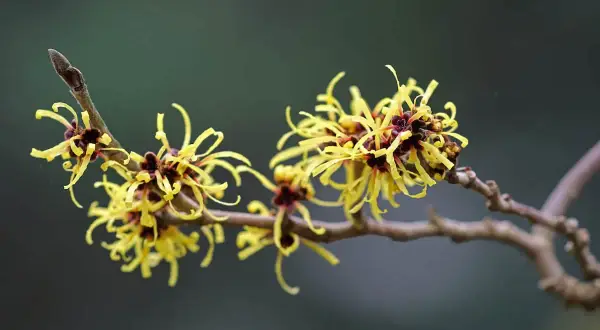 Kwiaty oczaru wirginijskiego (witch hazel po polsku) na gałęzi, z żółtymi, postrzępionymi płatkami i ciemnymi środkami.