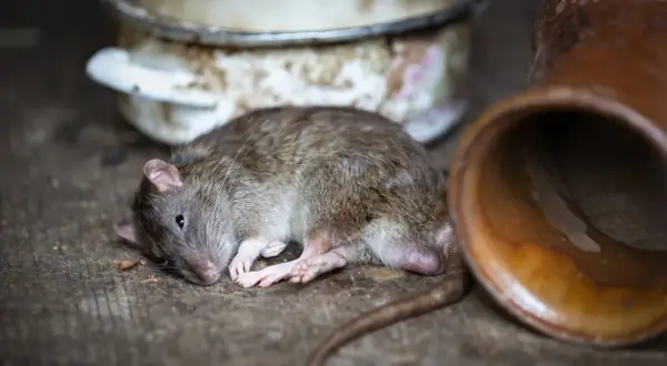Un rongeur, peut-être un rat, gît seul sur un sol en bois, près d'une vieille marmite et d'une jarre en terre cuite. L'isolation de son habitat semble compromise.