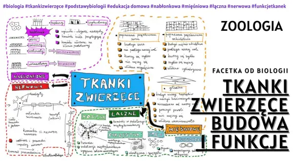 Jakie są tkanki roślinne? Kluczowe informacje o ich funkcjach i rodzajach