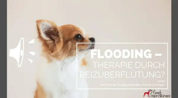 Ein süßer Hund blickt nachdenklich. Der Text thematisiert "Flooding – Therapie durch Reizüberflutung?" und fragt, wann wir diese Methode bei einem Hund anwenden.