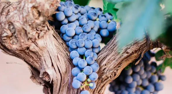 Reife blaue Trauben hängen an einem alten Rebstock. Diese Trauben sind die Grundlage für die besten Pomerol-Weine.