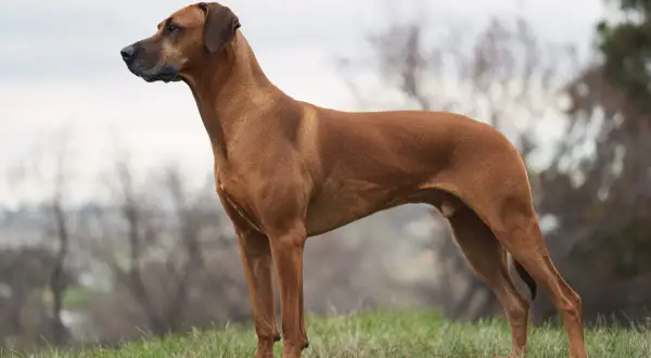 En ståtlig Rhodesian Ridgeback står på en grön äng. Kanske redo för avmaskning hund Norge, eller bara njuter av naturen.