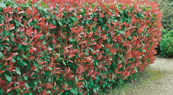 Eine dichte, 3 Meter hohe Hecke mit leuchtend roten und grünen Blättern säumt einen Kiesweg.