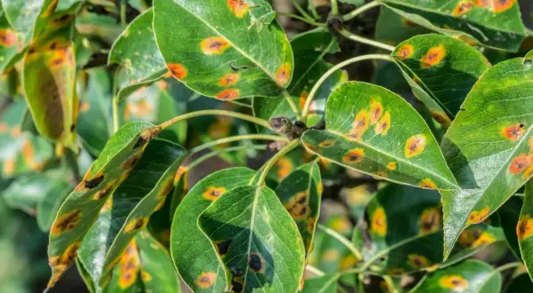 Grüne Blätter eines Birnbaums zeigen orange-braune Flecken, ein deutliches Zeichen für Birnbaumkrankheiten.