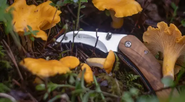 En svamp guide med en kniv bland kantareller i skogen.
