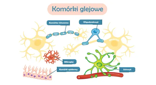 Ilustracja komórek glejowych: neuronów, komórek Schwanna, oligodendrocytów, mikrogleju, komórek epidermy i astrocytów. Czy glejak jest dziedziczny?