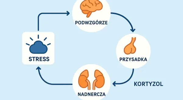 Cykl reakcji na stres: podwzgórze, przysadka, nadnercza produkują kortyzol. To może być pomocne w zrozumieniu, jak działa test na przewlekły stres.