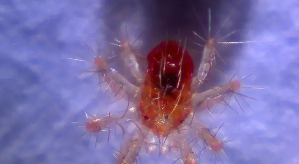 Nahaufnahme einer winzigen roten Spinne mit vielen feinen Härchen auf ihren Beinen.