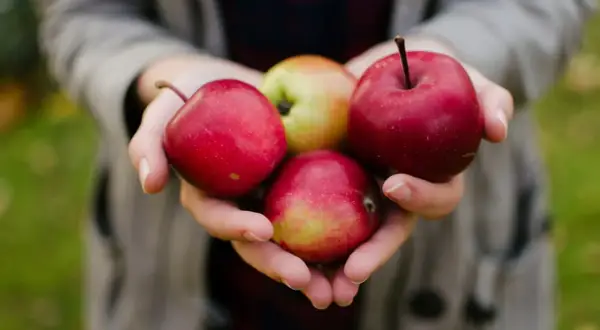 Hände halten Äpfel. Ein kleiner Welpe würde sich über einen Apfel freuen.