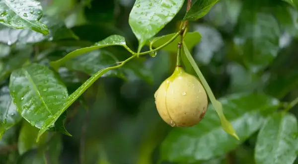 Muskotblomma, även kallad mace, är det röda skalet runt muskotnöten. Här syns en muskotblomma hänga på en gren bland gröna blad.