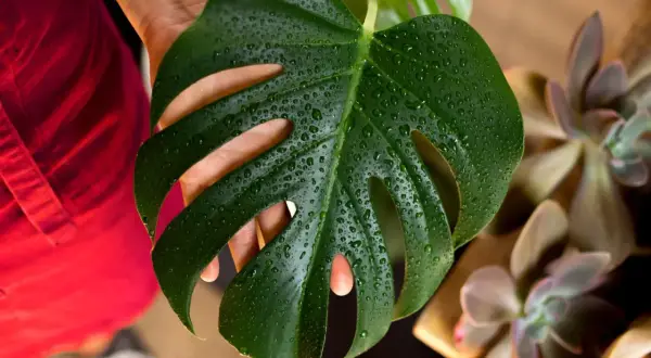 Monstera z kropelkami wody na liściu, obok sukulentów. Jaka doniczka będzie najlepsza dla tej pięknej rośliny?