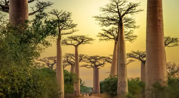 Aleja Baobabów na Madagaskarze. Grudzień, ciepła pogoda sprzyja spacerom wśród tych majestatycznych drzew.