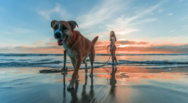 Un chien heureux sur une plage dog friendly, profitant du coucher de soleil avec sa maîtresse.
