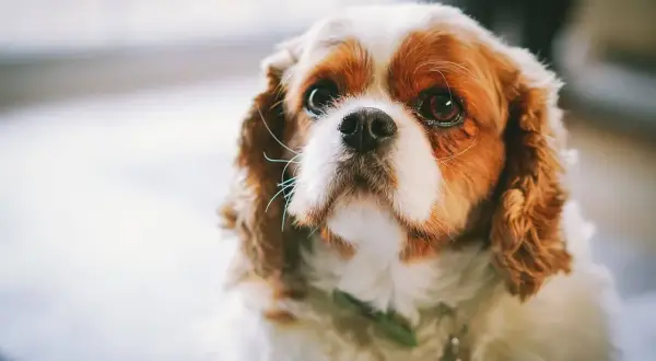 Uroczy king charles spaniel a cavalier o brązowo-białym futrze patrzy z nadzieją.