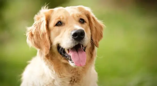 Czy golden retriever szczeka? Odkryj, co musisz wiedzieć o ich hałasie