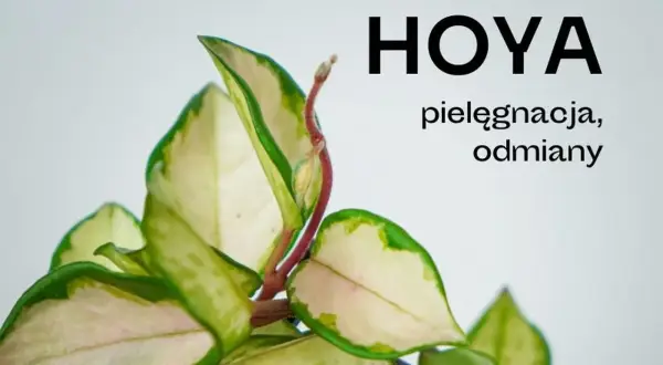 Zielone liście hoji z białymi i różowymi przebarwieniami, tekst "HOYA pielęgnacja, odmiany".