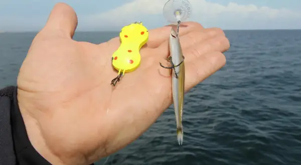 Köder für Steinbutt angeln Ostsee: ein gelber Wobbler und ein kleiner Fisch als Köder.