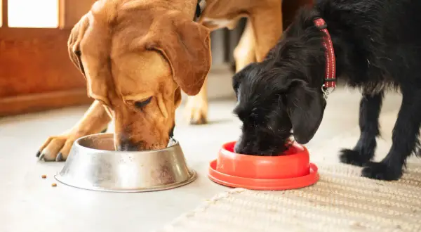 Dos perros grandes, uno marrón y otro negro, comen juntos de sus respectivos cuencos.