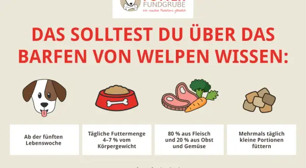 Barf rezepte welpe: Infos zu Futtermenge (4-7% Körpergewicht), Zusammensetzung (80% Fleisch, 20% Obst/Gemüse) & Fütterungszeitpunkt ab 5. Lebenswoche.