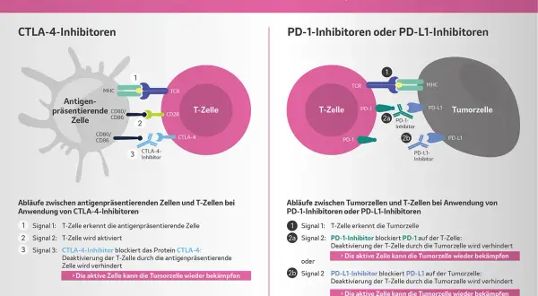 Schema zeigt, wie PD-L1 Immuntherapie T-Zellen aktiviert, um Tumorzellen zu bekämpfen.