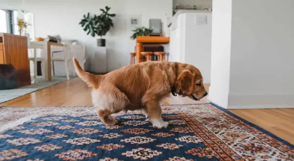 Cachorro golden retriever en alfombra. Si tu perro hace pis, aprende como quitar el olor a pis de perro.