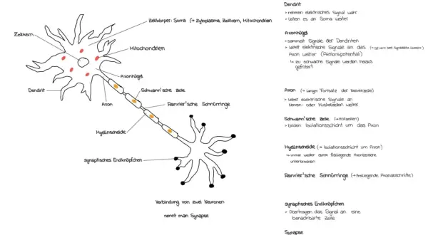 Der **Nervenzelle Aufbau** zeigt Dendriten, Soma, Axon, Schwann'sche Zellen und synaptische Endknöpfchen.