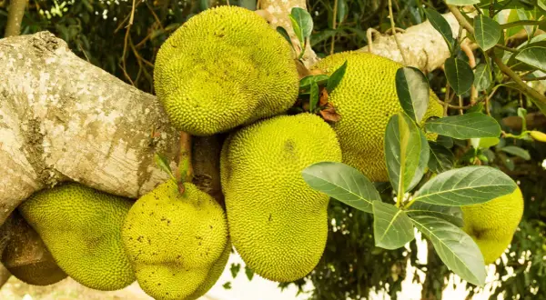 Kilka dojrzałych jackfruitów wisi na drzewie. Zastanawiasz się jackfruit co to? To największy owoc rosnący na drzewach.