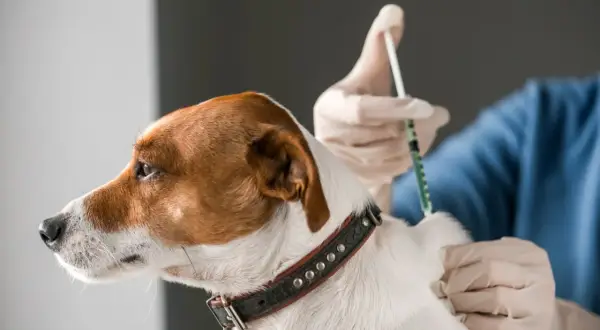 Tierarzt verabreicht einem Hund die Tollwut-Impfung. Der Hund trägt ein Halsband und blickt nach links.