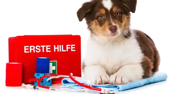 Süßer Australian Shepherd Welpe neben einer Erste-Hilfe-Box. Bei einer australian shepherd allergie ist schnelles Handeln wichtig.