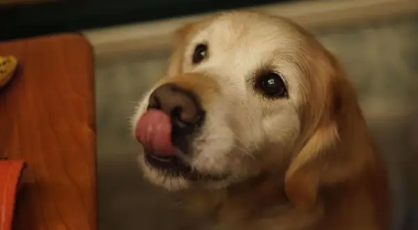 Ein süßer Welpe leckt sich die Lippen, vielleicht träumt er von einer leckeren Banane.