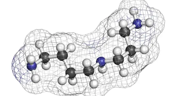 Model cząsteczki spermidyny, z atomami węgla (szare), wodoru (białe) i azotu (niebieskie), otoczony siatką konturu.