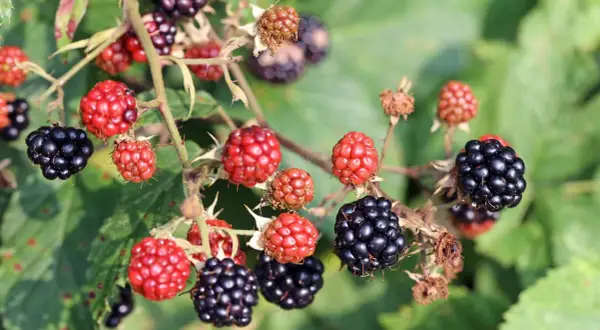 Reife und unreife Brombeeren hängen an einem Dornenstrauch. Bald können die ersten Brombeeren gepflückt werden.