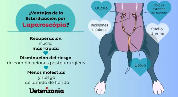Ilustración de la esterilización laparoscópica de una perra, mostrando la extirpación de ovarios y útero. Beneficios: recuperación rápida, menos riesgos.