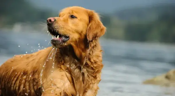 Czy golden retriever może mieszkać na dworze? Ważne ryzyka i skutki
