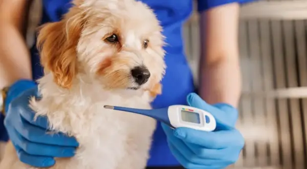 Veterinario revisa a cachorro con termómetro para saber si mi perro tiene fiebre.
