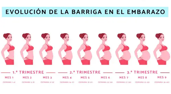 Ilustración muestra la evolución barriga embarazo mes a mes, desde el primer al noveno mes.