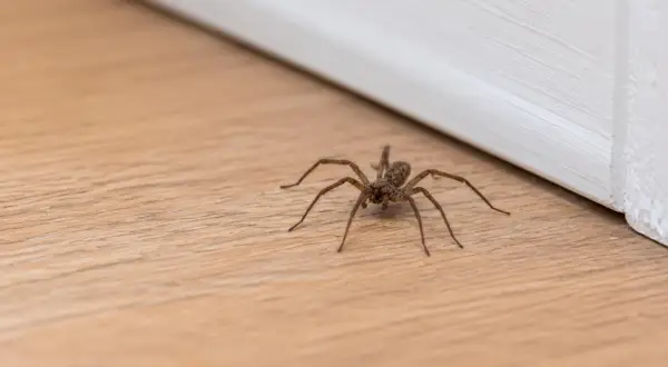 Mały czarny pająk w domu, siedzący na drewnianej podłodze przy białej listwie przypodłogowej.