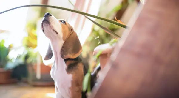 Mały beagle z zaciekawieniem patrzy w górę, jakby uczył się, jak wytresować beagle. W tle rośliny i światło.