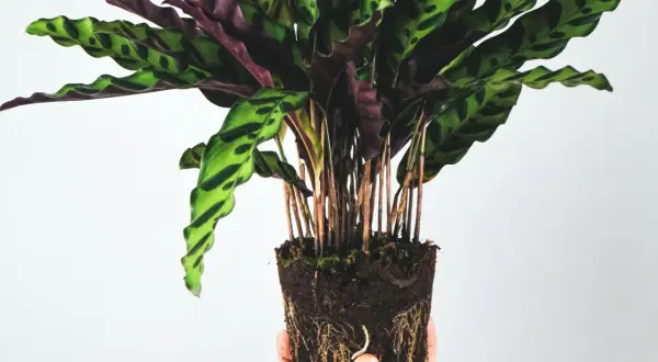 Calathea Rattlesnake z odsłoniętymi korzeniami, gotowa do przesadzenia. Dowiedz się, jak dbać o tę piękną roślinę.