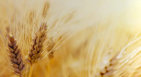 Złociste kłosy pszenicy zwyczajnej (Triticum vulgare) na tle słonecznego pola.