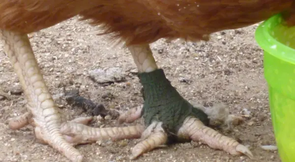 Ein Huhn humpelt, sein Bein ist mit einem grünen Verband versehen.