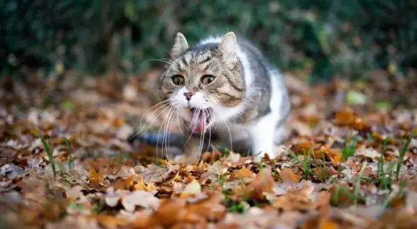 ¿Por qué mi gato tiene arcadas pero no vomita? Causas y soluciones