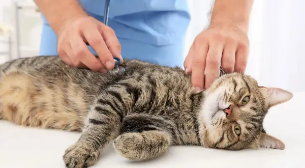 Enfermedades que transmiten los gatos y cómo protegerte de ellas