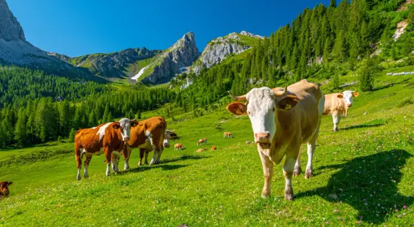Kühe grasen auf einer blühenden Alm vor majestätischen **Dolomiten Berge**n.