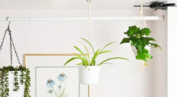 Learn how to hang plants from ceiling with these stylish examples: a spider plant in a white pot, a trailing succulent, and an ivy plant in macrame.