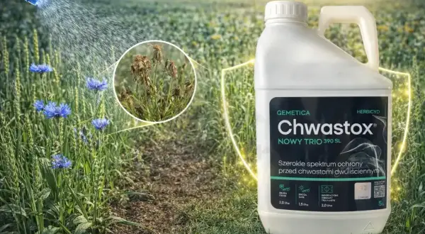 Butelka Chwastox Trio z informacją o dawkowaniu. W tle pole z chabrami i uschniętymi chwastami.