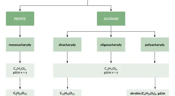 Schemat podziału węglowodanów: proste (monosacharydy, np. glukoza) i złożone. Cukry proste to podstawowe cegiełki.